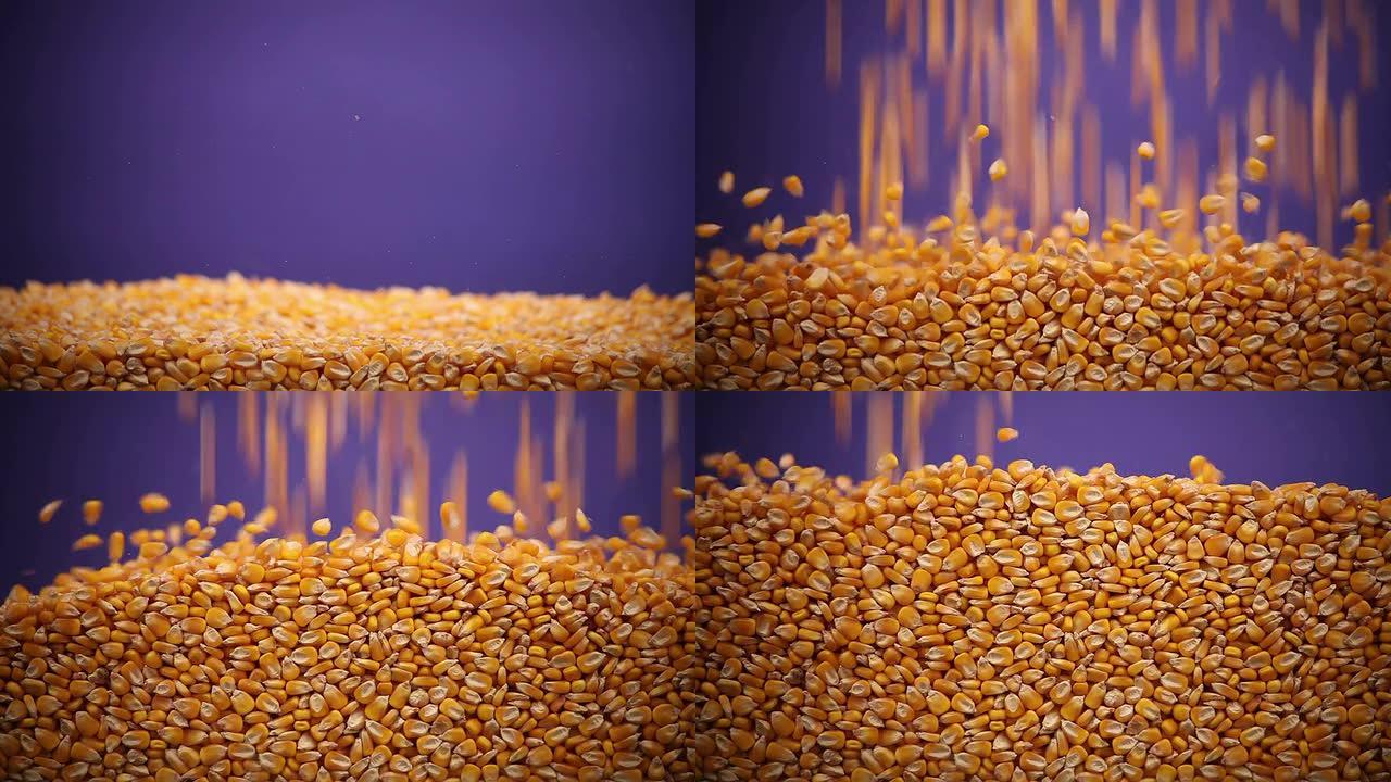 玉米下跌