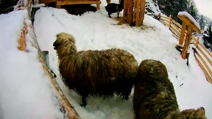 冬天的绵羊和山羊在雪地里看着镜头