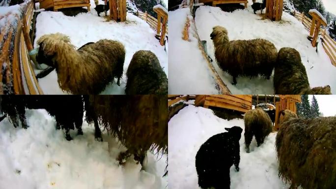 冬天的绵羊和山羊在雪地里看着镜头