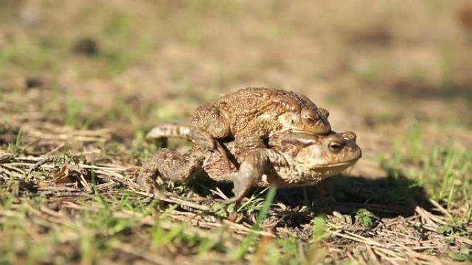 两只青蛙-欧洲蟾蜍 (夫妇)