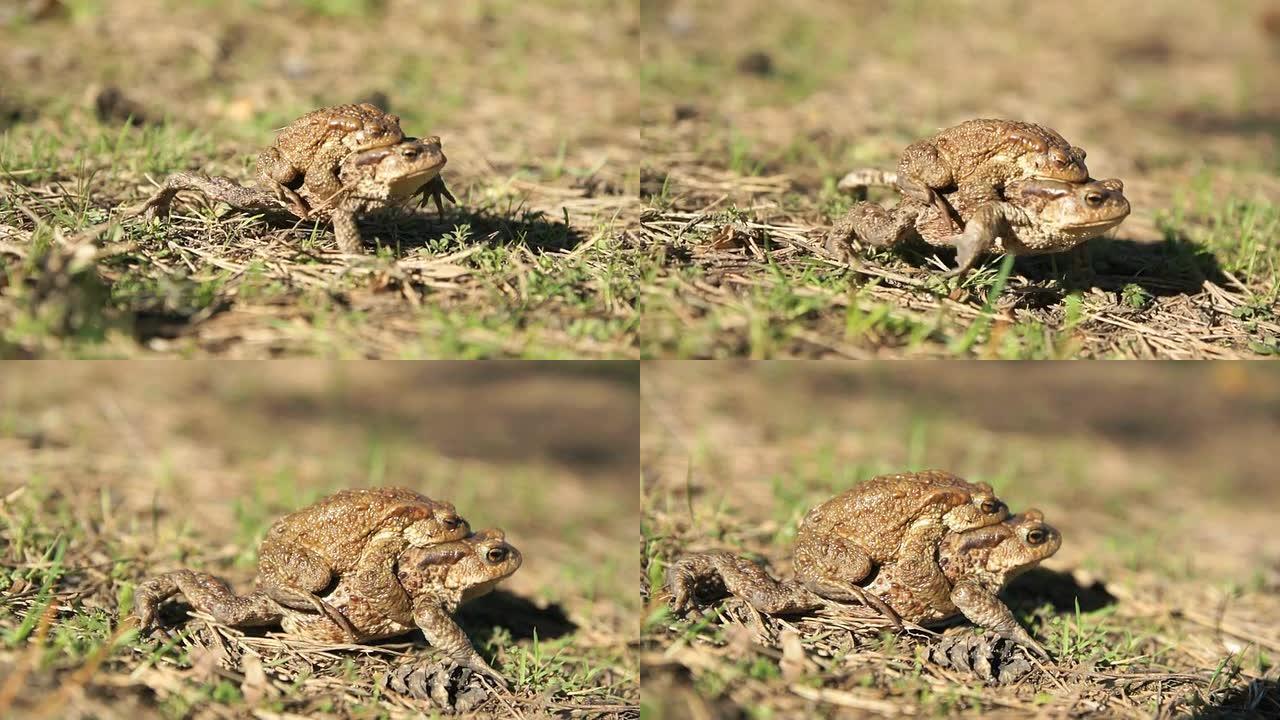 两只青蛙-欧洲蟾蜍 (夫妇)