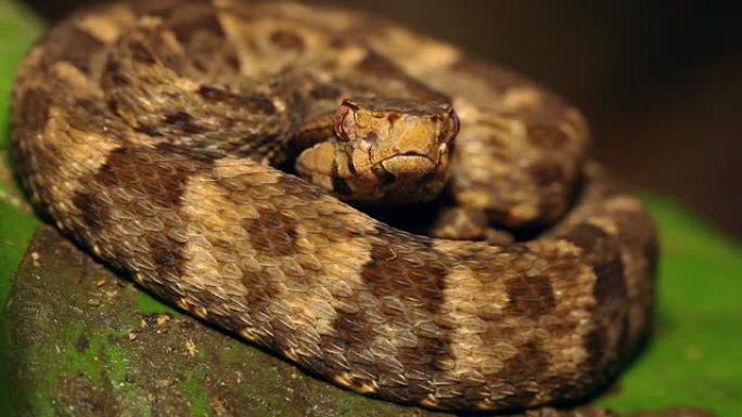 矛头 (Bothrops atrox)