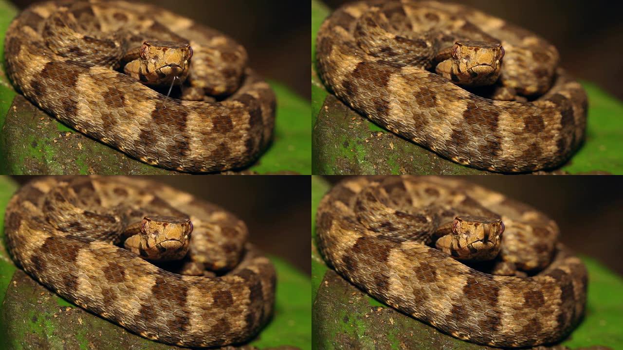 矛头 (Bothrops atrox)