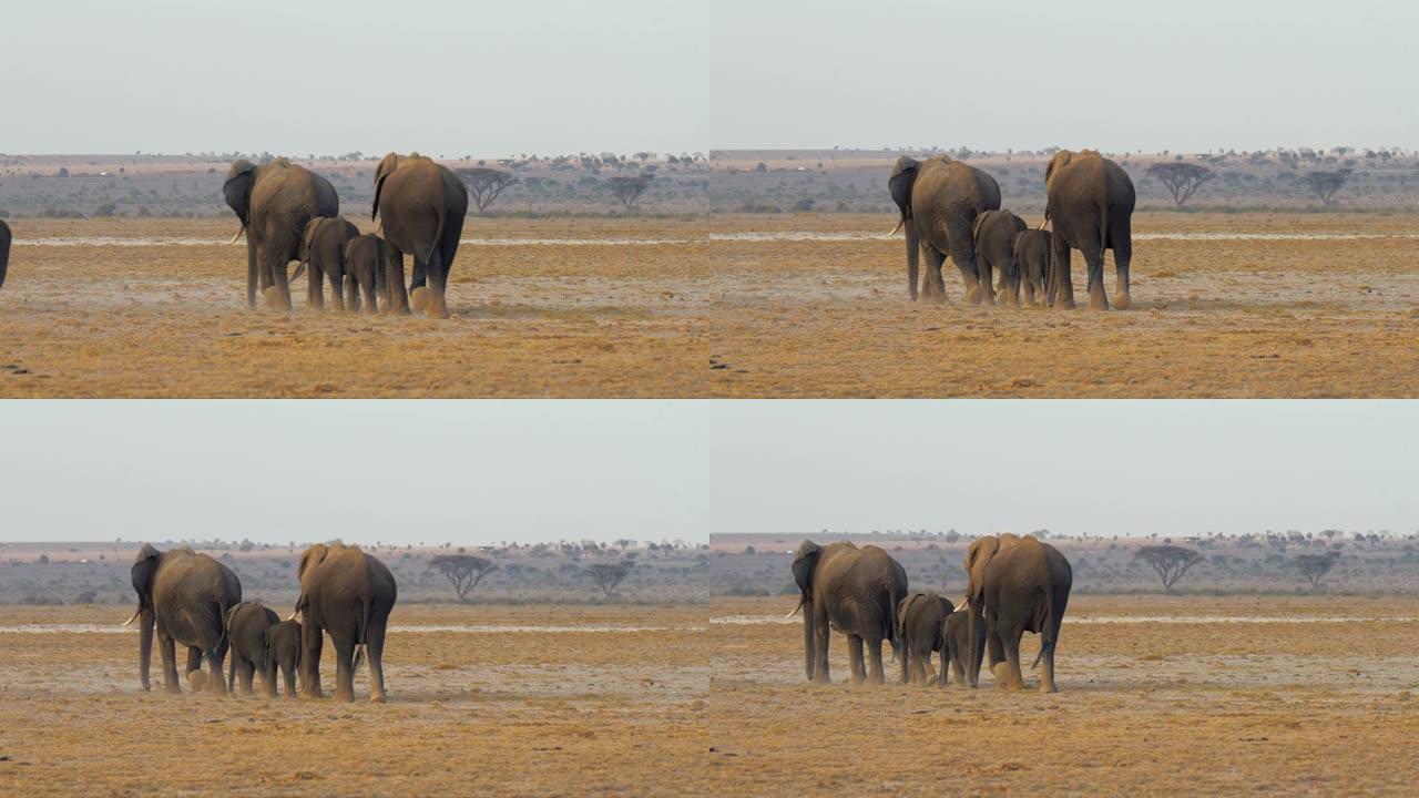 雄伟的非洲野生大象群在金色的大草原上徒步旅行，背景是许多树木。以8k分辨率拍摄-红色V-猛禽8K V