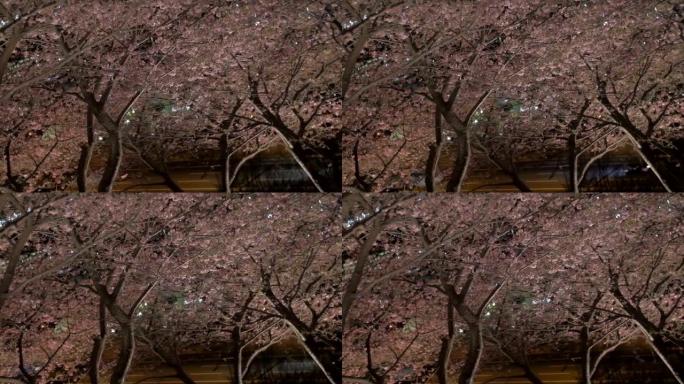 照明樱花的运动视图。