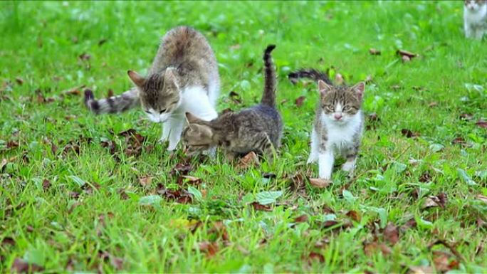 猫与三只小猫在外面吃饭