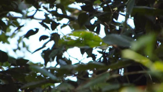 森林中茂密的绿色植被。猴子在树枝上尾巴摆动。在哥斯达黎加的野生动物中观看动物