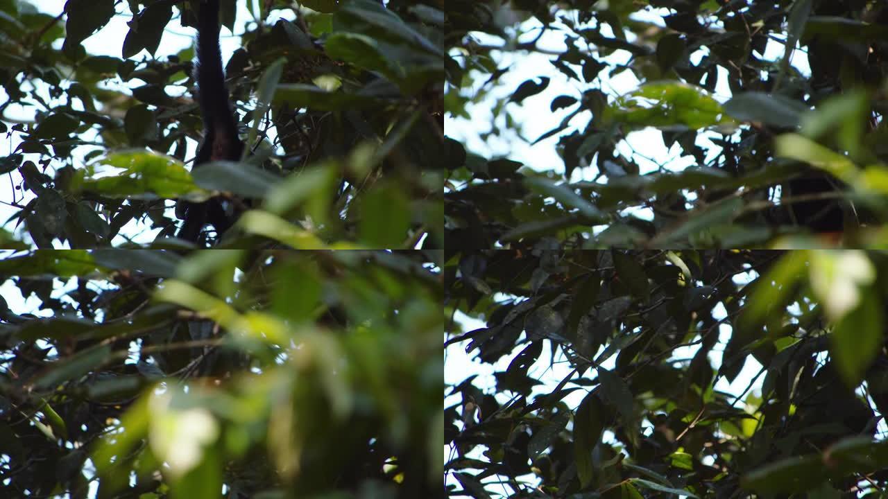 森林中茂密的绿色植被。猴子在树枝上尾巴摆动。在哥斯达黎加的野生动物中观看动物