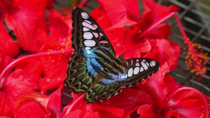 马来西亚的热带蝴蝶天堂。开花植物中的热带彩色蝴蝶。快船或 “Parthenos sylvia”。