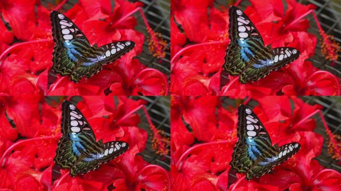 马来西亚的热带蝴蝶天堂。开花植物中的热带彩色蝴蝶。快船或 “Parthenos sylvia”。