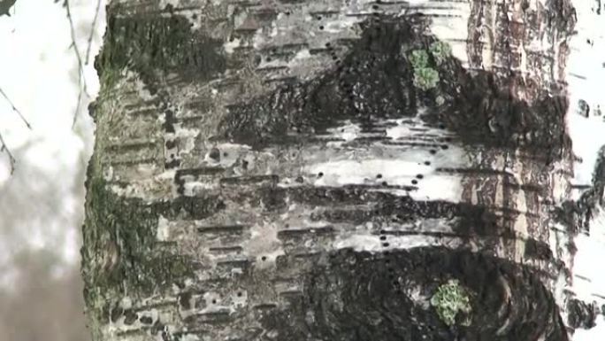 冬季桦树的纹理