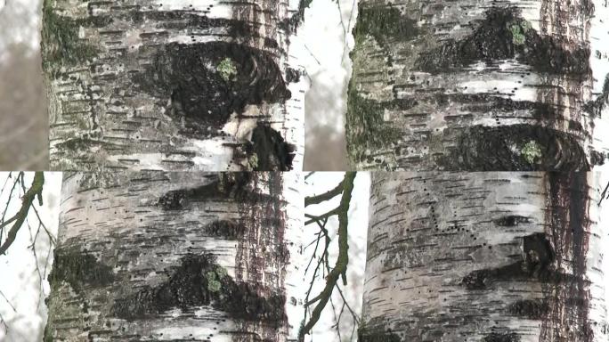 冬季桦树的纹理
