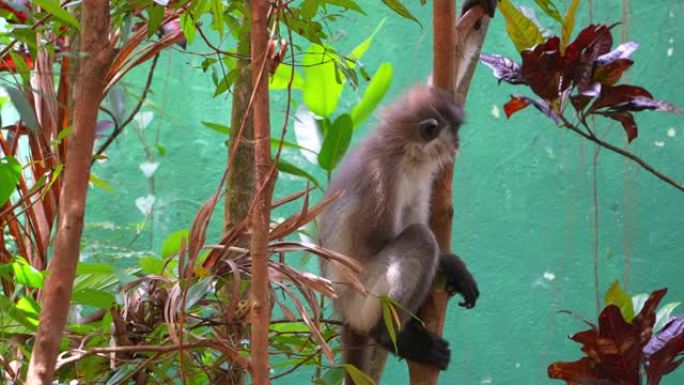 眼镜叶猴: 丛林中神秘的灵长类动物。