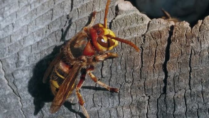 欧洲大黄蜂昆虫在巢上遇见其他人的宏观镜头