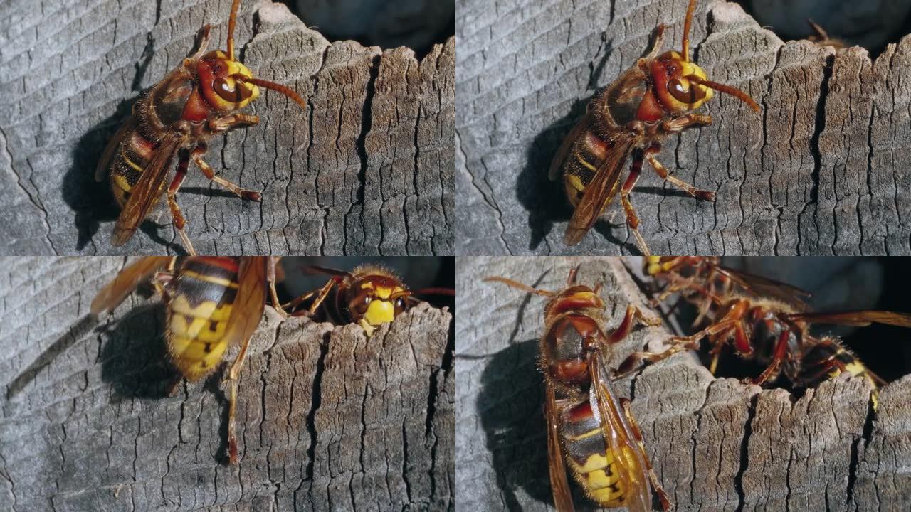 欧洲大黄蜂昆虫在巢上遇见其他人的宏观镜头