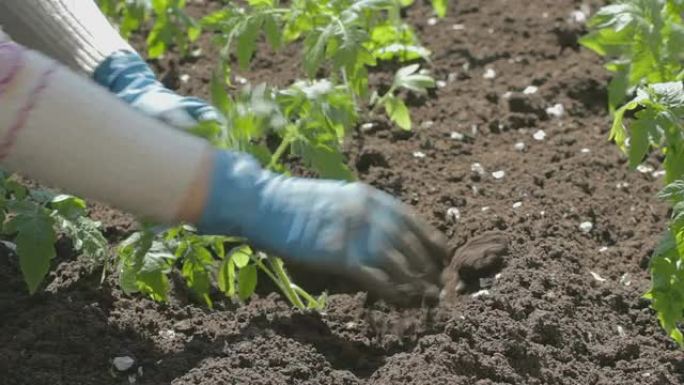 将小番茄幼苗种植到大土洞中