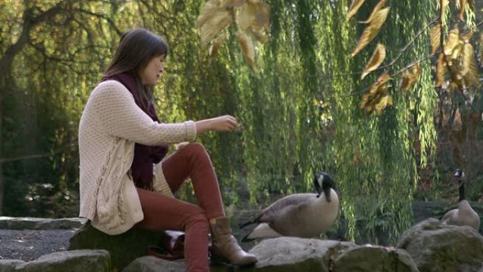 一名年轻女子坐在公园的一块岩石上喂鹅面包