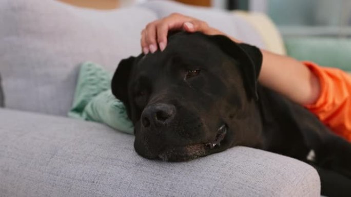 家，沙发和女人宠物狗的爱，支持和动物护理在客厅放松，放松和快乐。最好的朋友，可爱和主人在犬类上的手，