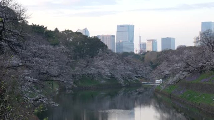 Chidorigafuchi樱花清晨，东京日本2023