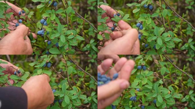 在绿色森林中采摘蓝莓。一个女人在美丽的森林里收集野生蓝莓。