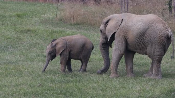 非洲象 (Loxodonta africana)，母象幼象。