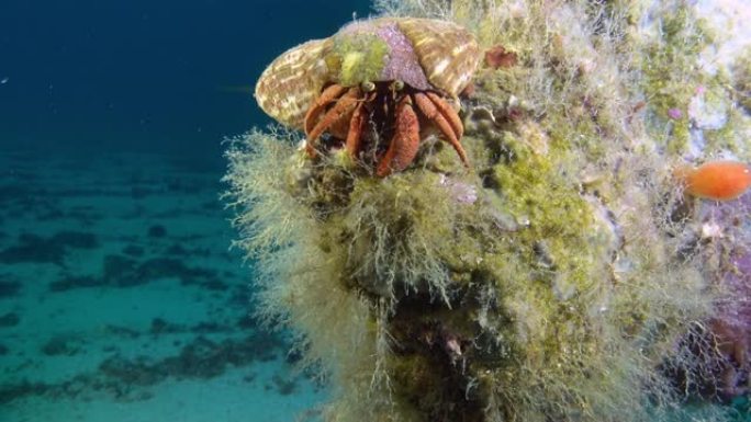 水下生活-残骸上的寄居蟹