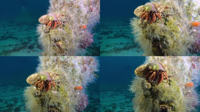 水下生活-残骸上的寄居蟹