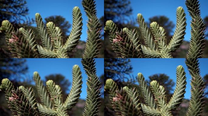 Araucaria树枝的细节，也是常绿的针叶树或猴尾树，有粗大的尖锐针，靠近阿根廷和智利之间的边界地