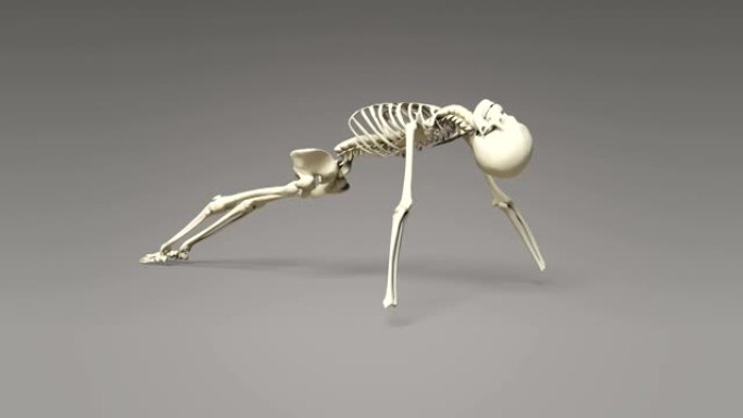 人体骨骼朝上的姿势