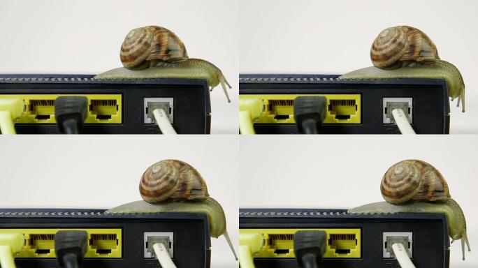蜗牛在路由器网络集线器上缓慢爬行