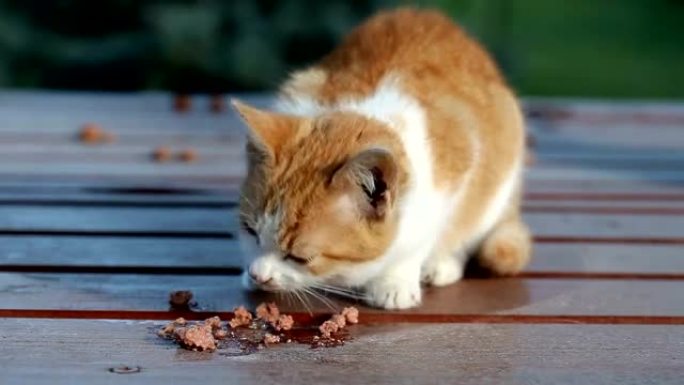 小橘子猫吃食物