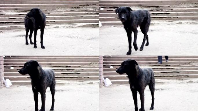 街上无家可归的黑狗问路人食物