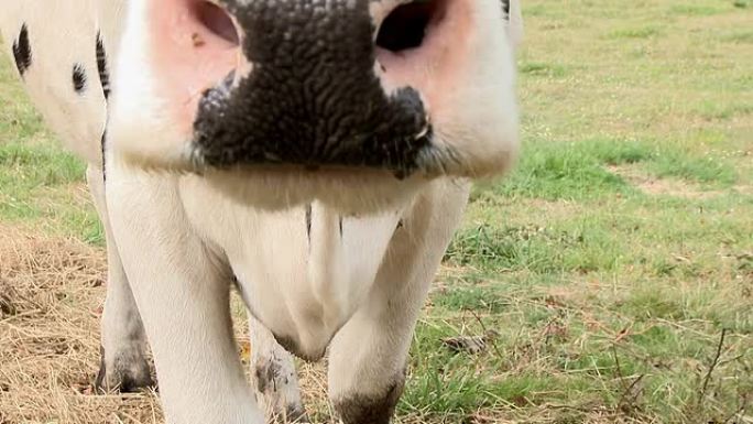好奇的牛闻到相机的气味