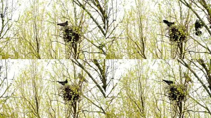 树上巢穴中的两只乌鸦