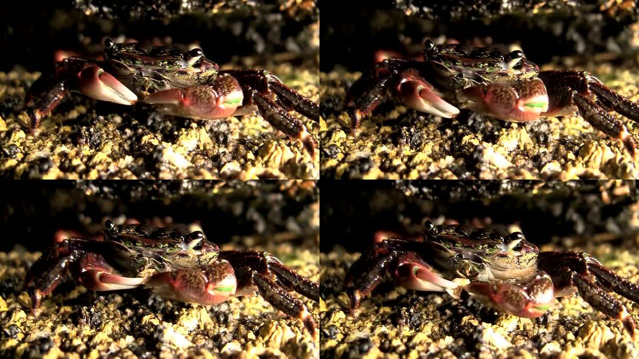 螃蟹在岩石下觅食