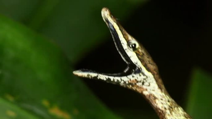 褐藤蛇 (Oxybelis aeneus)