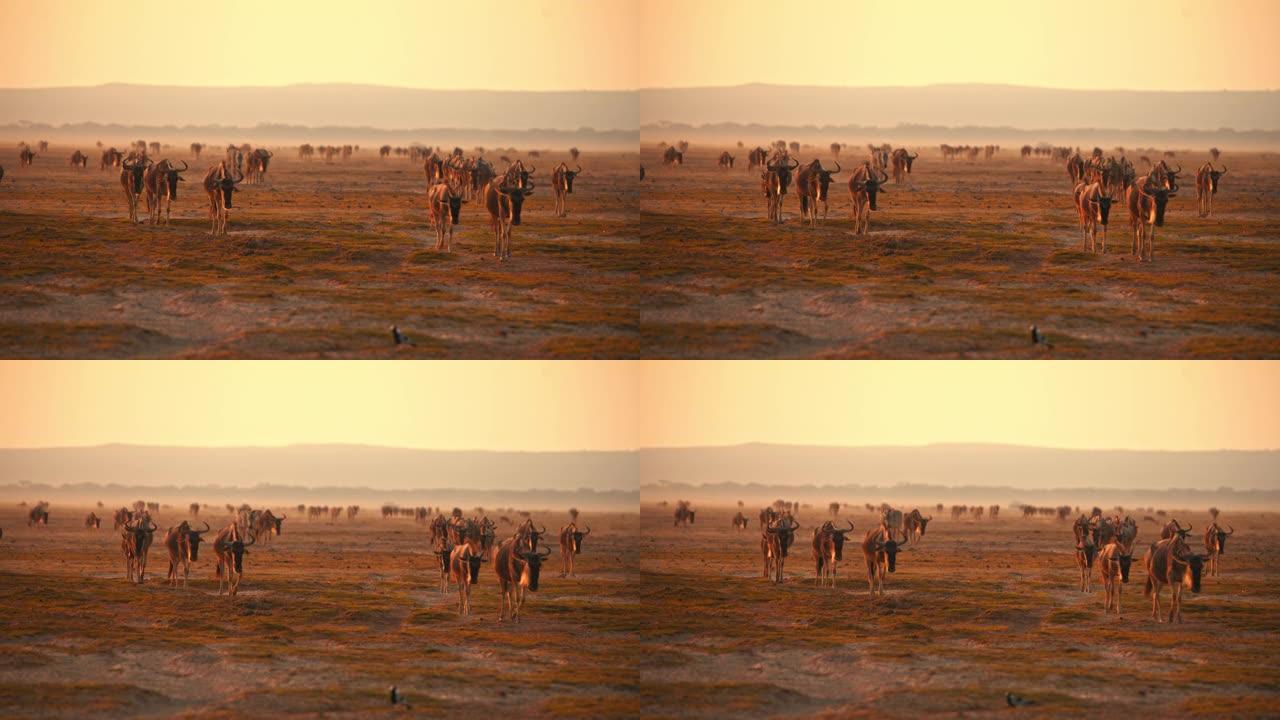 牛羚群在傍晚的大草原中间的平原上行走，朝相机的方向行走。非洲美丽的日出