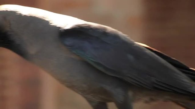 印度喀拉拉邦的乌鸦。