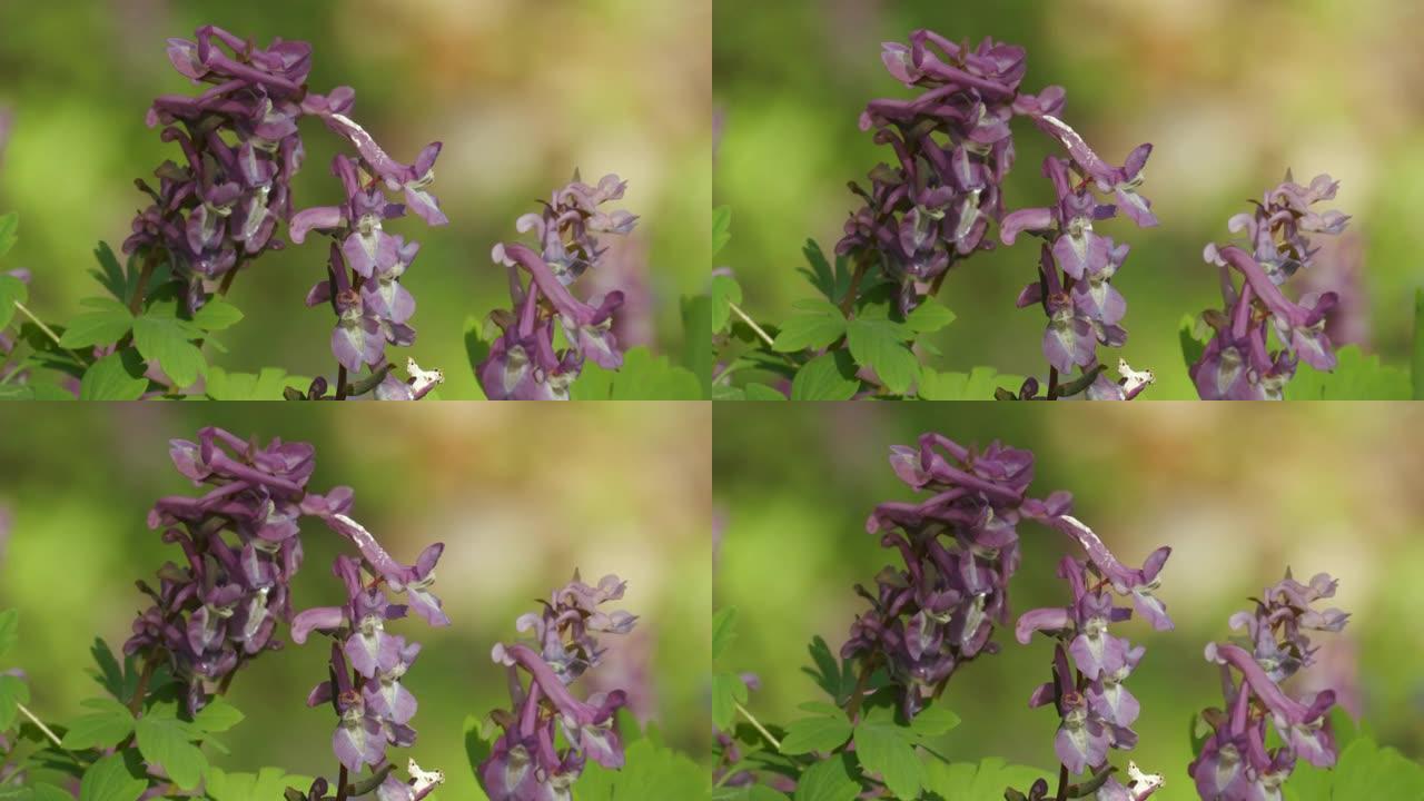 紫堇的花，fumewort