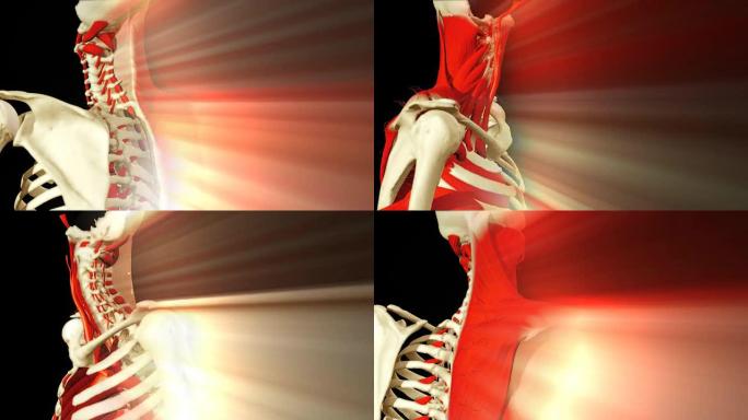 展示人体解剖学的3D动画