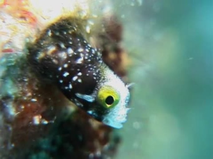 Spinyhead Blenny ECU