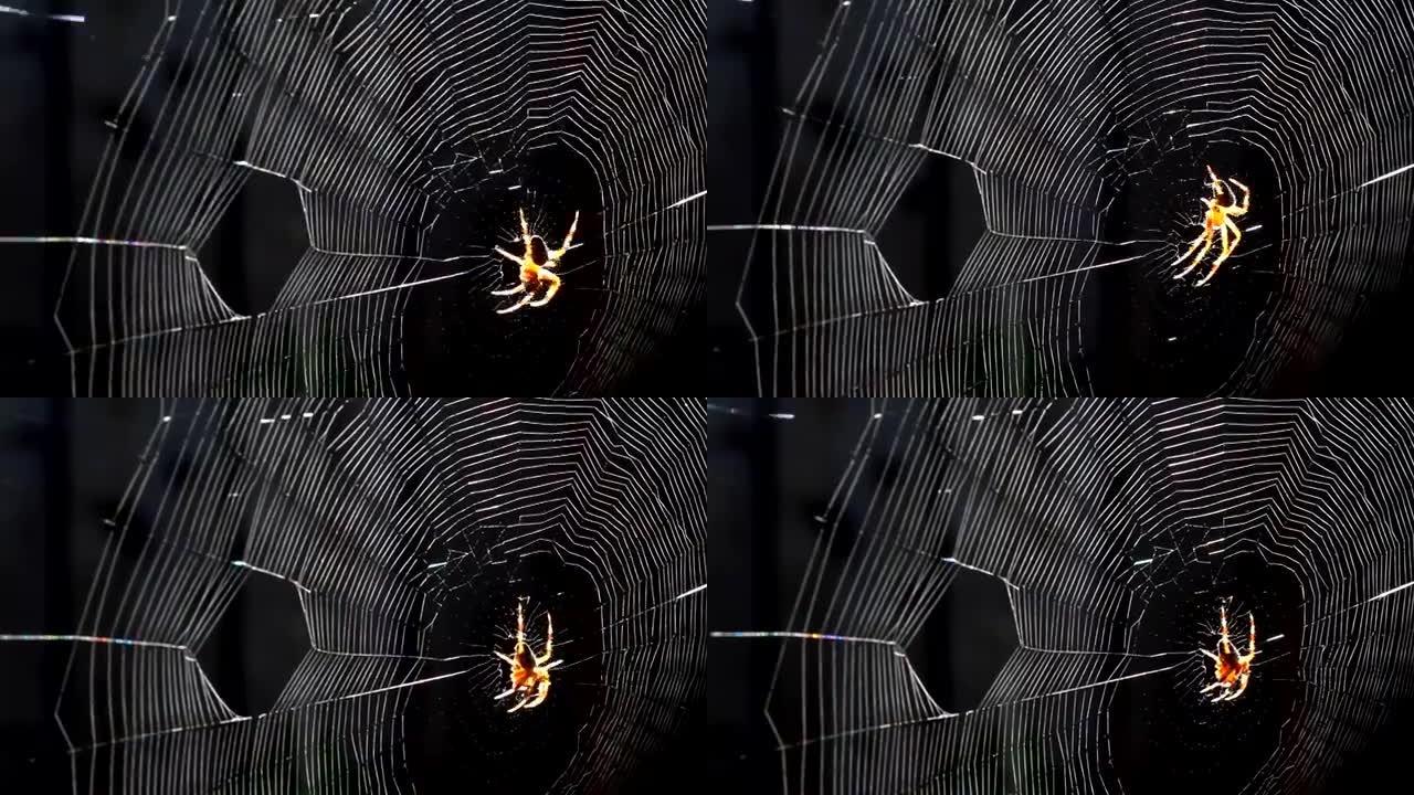 网上蜘蛛