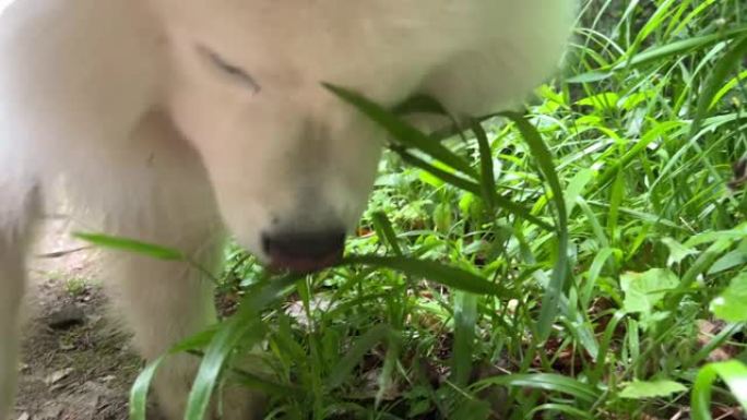 白色萨摩耶犬在春天或夏天来到绿草丛中开始食用它可以用于兽医药房宣传带有维生素的产品白色长毛和成人狗