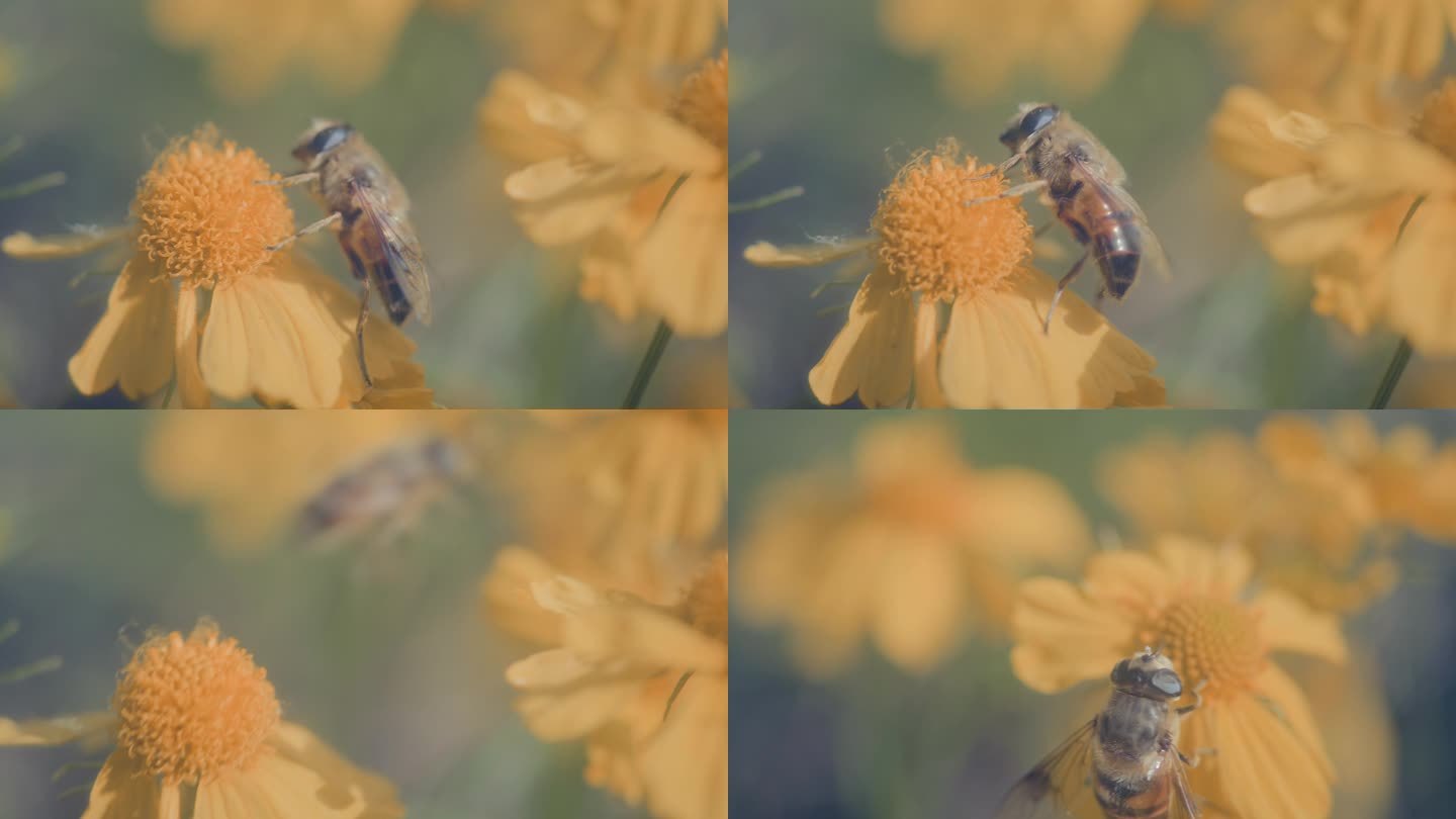蜜蜂 花