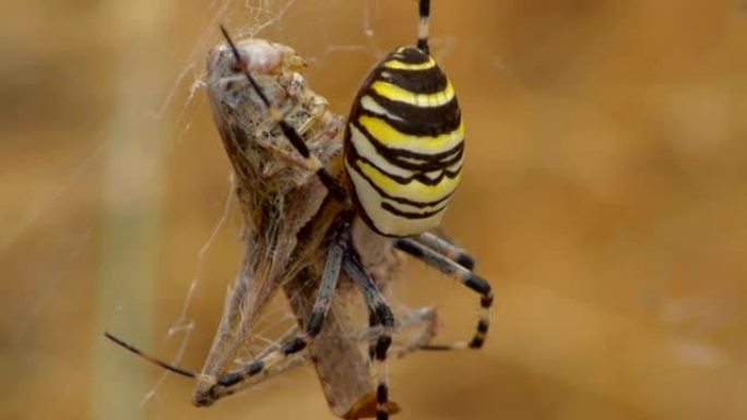 黄蜘蛛aurantia bruennichi吃死蚱hopper