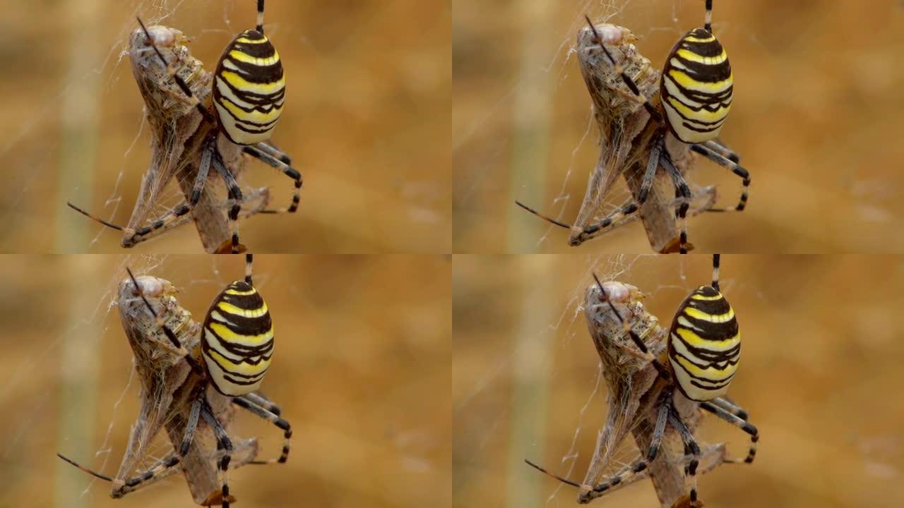 黄蜘蛛aurantia bruennichi吃死蚱hopper