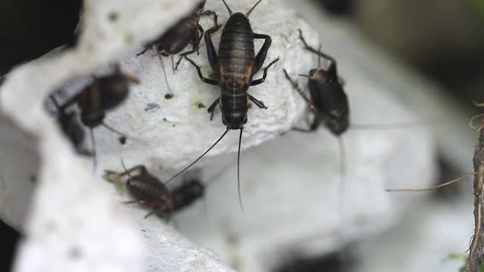 野球，格里尔斯