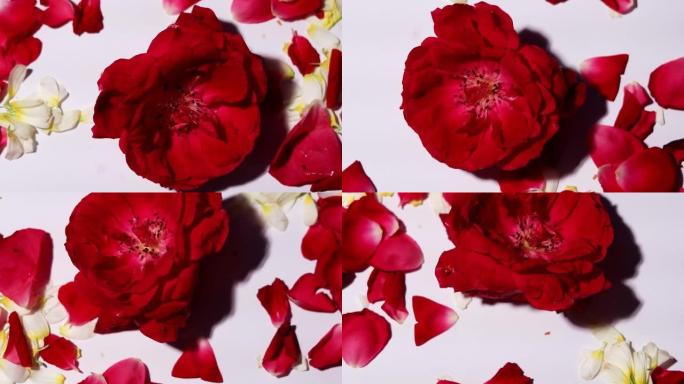 单红玫瑰落叶桌面旋转视图。