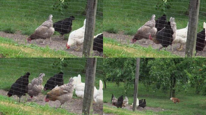 苹果树花园户外采摘鸡肉的食物