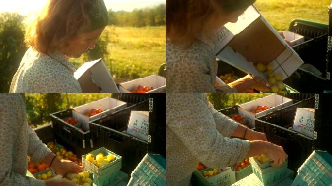 农民收获西红柿
